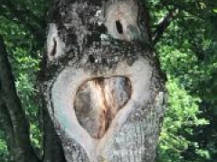 Baumtier Rainer 2020