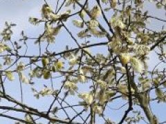 Weide Conni Marz 2018